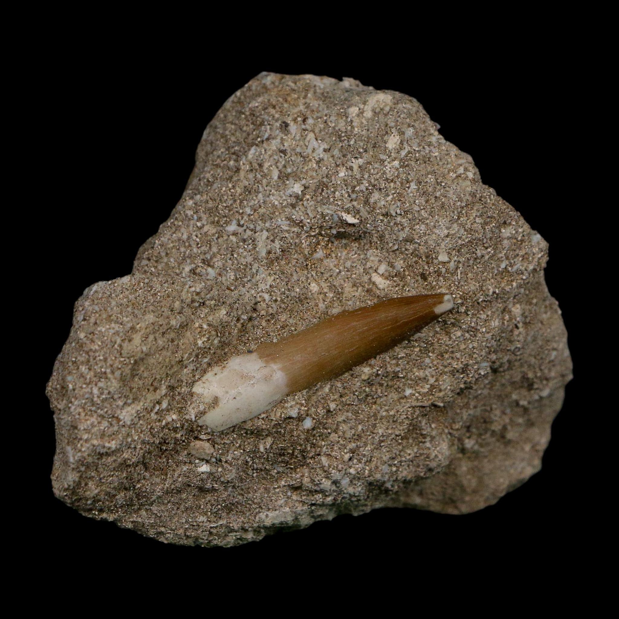 1.3" Plesiosaur Zarafasaura Tooth Fossil In Matrix Cretaceous Dinosaur Era COA