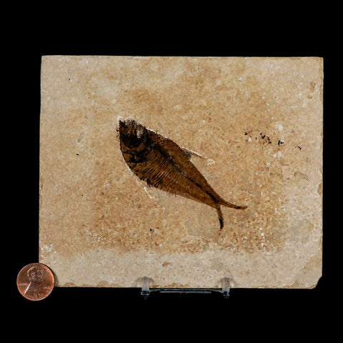 2.9" Diplomystus Dentatus Fossil Fish Green River FM WY Eocene Age COA, Stand
