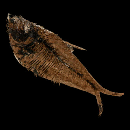2.9" Diplomystus Dentatus Fossil Fish Green River FM WY Eocene Age COA, Stand