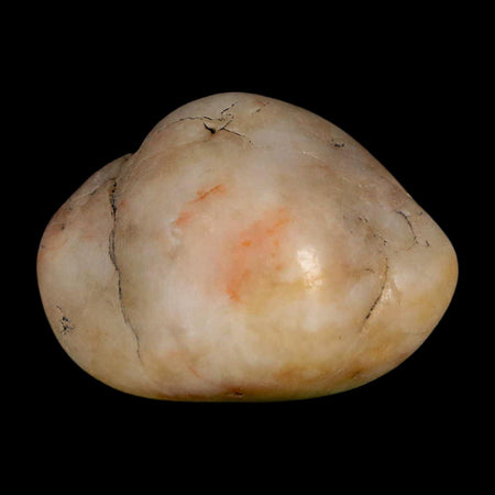 1.5" Sauropod Dinosaur Stomach Stone Gastrolith Rock Gizzard Stone COA