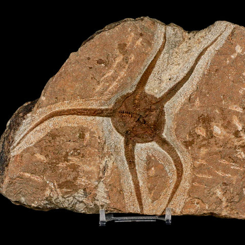 4.5" Brittlestar Ophiura Sp Starfish Fossil Ordovician Age Morocco COA & Stand - Fossil Age Minerals