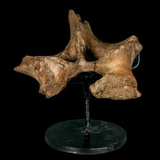 6.2" Brachylophosaurus Dinosaur Fossil Vertebrae Process Judith River FM MT COA Stand