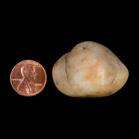 1.5" Sauropod Dinosaur Stomach Stone Gastrolith Rock Gizzard Stone COA