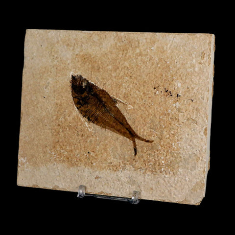 2.9" Diplomystus Dentatus Fossil Fish Green River FM WY Eocene Age COA, Stand