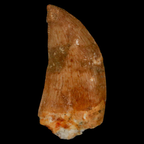 1.3" Carcharodontosaurus Fossil Tooth Cretaceous Dinosaur Morocco COA, Display - Fossil Age Minerals