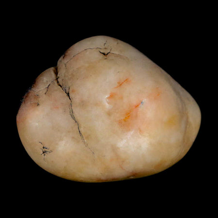 1.5" Sauropod Dinosaur Stomach Stone Gastrolith Rock Gizzard Stone COA