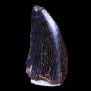 0.9" Tyrannosaur Serrated Fossil Tooth Cretaceous Dinosaur Judith River FM MT COA
