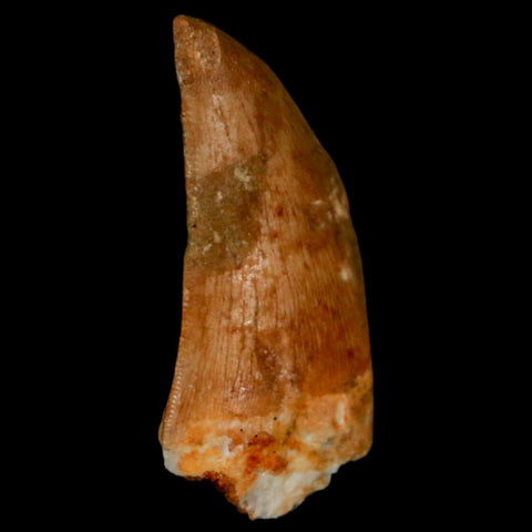 1.3" Carcharodontosaurus Fossil Tooth Cretaceous Dinosaur Morocco COA, Display - Fossil Age Minerals