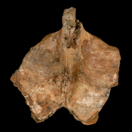 6.2" Brachylophosaurus Dinosaur Fossil Vertebrae Process Judith River FM MT COA Stand