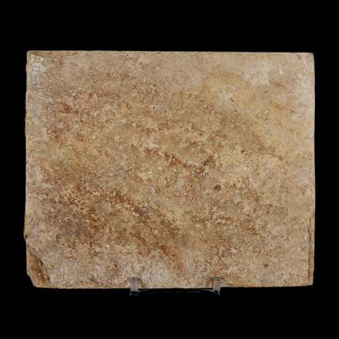 2.9" Diplomystus Dentatus Fossil Fish Green River FM WY Eocene Age COA, Stand