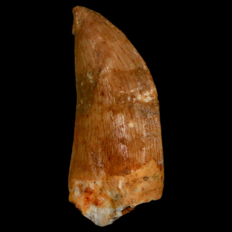 1.3" Carcharodontosaurus Fossil Tooth Cretaceous Dinosaur Morocco COA, Display - Fossil Age Minerals