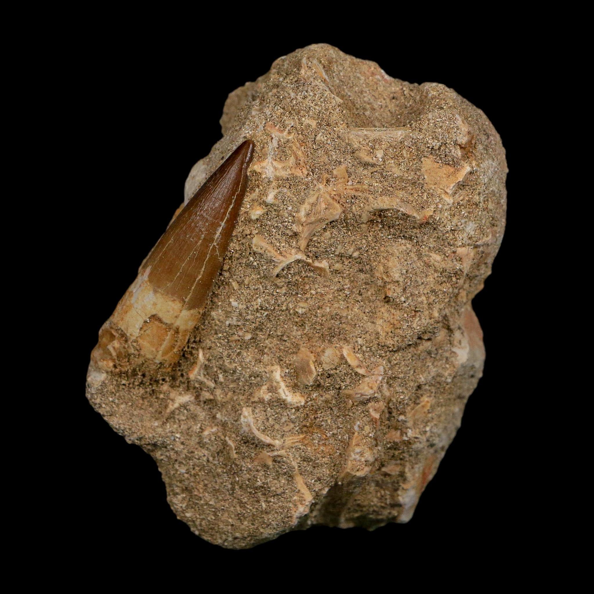 1.6" Plesiosaur Zarafasaura Tooth Fossil In Matrix Cretaceous Dinosaur Era COA