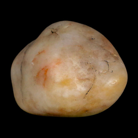 1.5" Sauropod Dinosaur Stomach Stone Gastrolith Rock Gizzard Stone COA