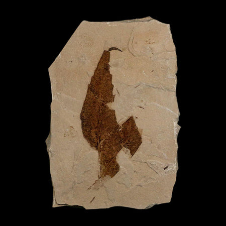 XL 2.8" Detailed Rhus Nigricans Sumac Fossil Plant Leaf Eocene Age Green River UT