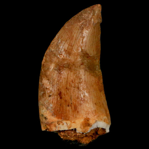 1.3" Carcharodontosaurus Fossil Tooth Cretaceous Dinosaur Morocco COA, Display - Fossil Age Minerals