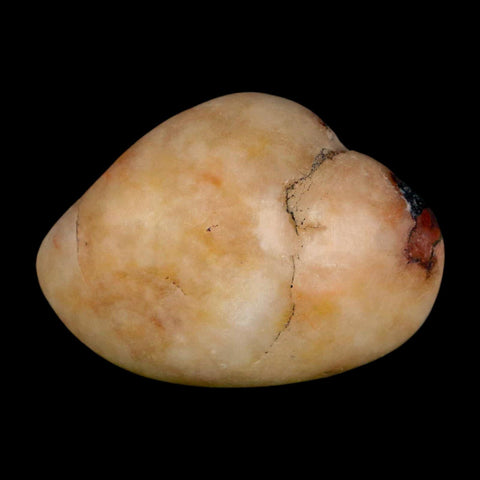 1.5" Sauropod Dinosaur Stomach Stone Gastrolith Rock Gizzard Stone COA