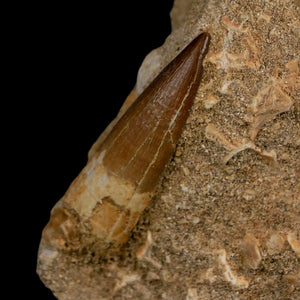 1.6