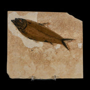 XL 4.6" Knightia Eocaena Fossil Fish Green River FM Wyoming Eocene Age COA & Stand