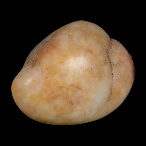 1.5" Sauropod Dinosaur Stomach Stone Gastrolith Rock Gizzard Stone COA