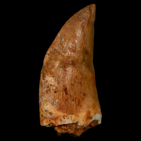 1.3" Carcharodontosaurus Fossil Tooth Cretaceous Dinosaur Morocco COA, Display - Fossil Age Minerals
