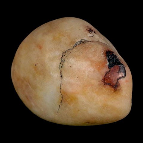 1.5" Sauropod Dinosaur Stomach Stone Gastrolith Rock Gizzard Stone COA