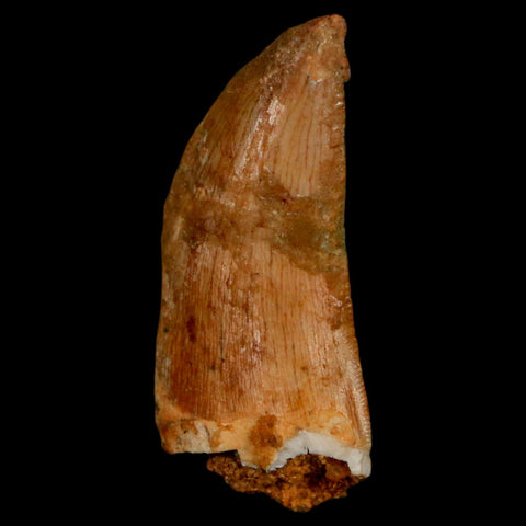 1.3" Carcharodontosaurus Fossil Tooth Cretaceous Dinosaur Morocco COA, Display - Fossil Age Minerals