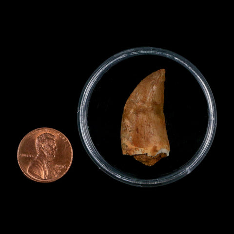 1.3" Carcharodontosaurus Fossil Tooth Cretaceous Dinosaur Morocco COA, Display - Fossil Age Minerals