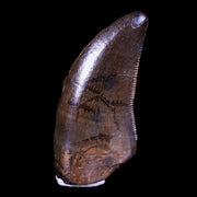 0.9" Tyrannosaur Serrated Fossil Tooth Cretaceous Dinosaur Judith River FM MT COA