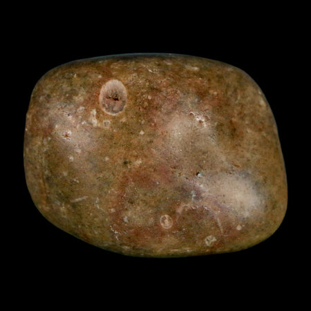 1.3" Sauropod Dinosaur Stomach Stone Gastrolith Rock Gizzard Stone COA