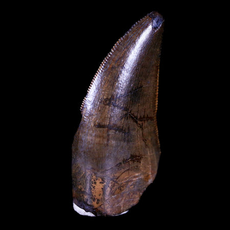 0.9" Tyrannosaur Serrated Fossil Tooth Cretaceous Dinosaur Judith River FM MT COA