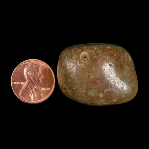 1.3" Sauropod Dinosaur Stomach Stone Gastrolith Rock Gizzard Stone COA