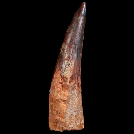 XXL 4.3" Spinosaurus Fossil Tooth 100 Mil Yrs Old Cretaceous Dinosaur COA & Stand