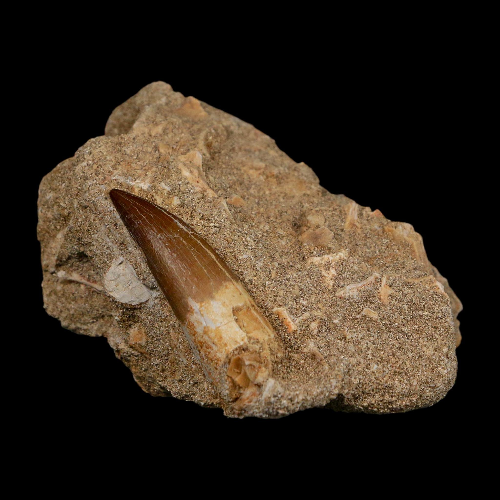 1.6" Plesiosaur Zarafasaura Tooth Fossil In Matrix Cretaceous Dinosaur Era COA