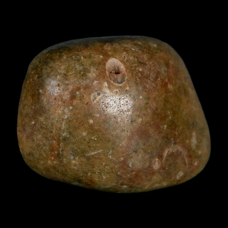 1.3" Sauropod Dinosaur Stomach Stone Gastrolith Rock Gizzard Stone COA