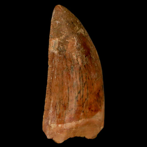 1.1" Carcharodontosaurus Fossil Tooth Cretaceous Dinosaur Morocco COA, Display - Fossil Age Minerals