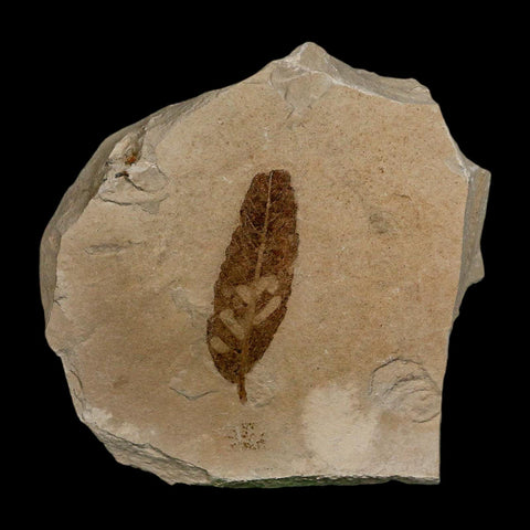 1.5" Detailed Cedrelospermum Nervosum Fossil Plant Leaf Eocene Age Green River FM UT - Fossil Age Minerals