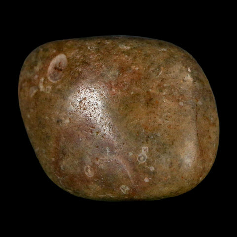 1.3" Sauropod Dinosaur Stomach Stone Gastrolith Rock Gizzard Stone COA