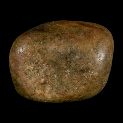 1.3" Sauropod Dinosaur Stomach Stone Gastrolith Rock Gizzard Stone COA