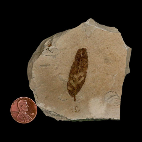 1.5" Detailed Cedrelospermum Nervosum Fossil Plant Leaf Eocene Age Green River FM UT - Fossil Age Minerals