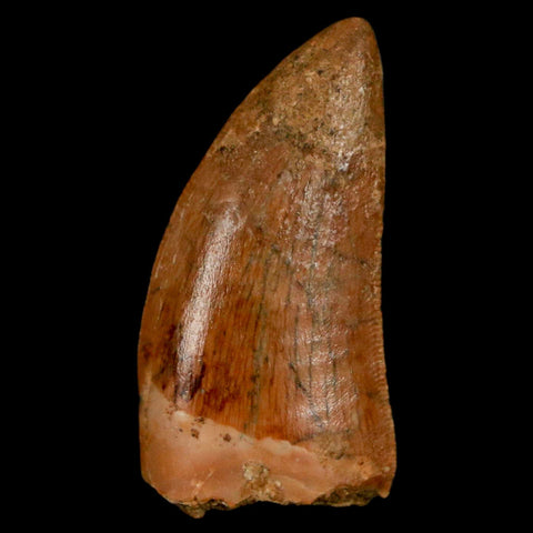 1.1" Carcharodontosaurus Fossil Tooth Cretaceous Dinosaur Morocco COA, Display - Fossil Age Minerals
