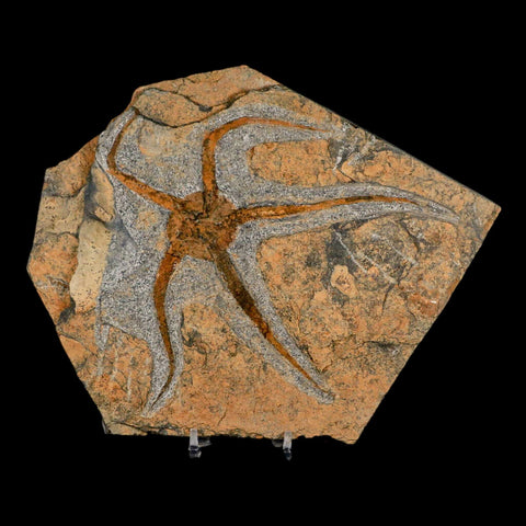 5.8" Brittlestar Ophiura Sp Starfish Fossil Ordovician Age Morocco COA & Stand - Fossil Age Minerals
