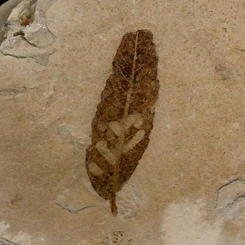 1.5" Detailed Cedrelospermum Nervosum Fossil Plant Leaf Eocene Age Green River FM UT - Fossil Age Minerals
