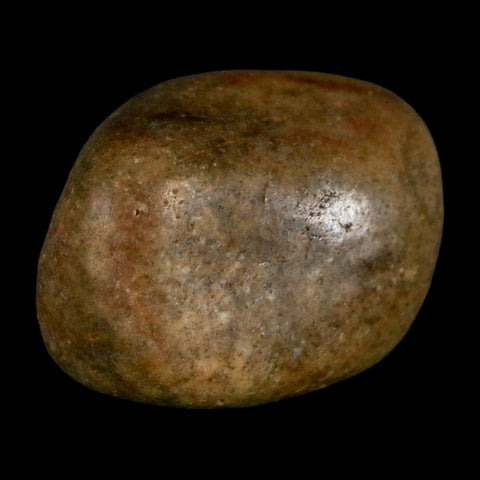 1.3" Sauropod Dinosaur Stomach Stone Gastrolith Rock Gizzard Stone COA