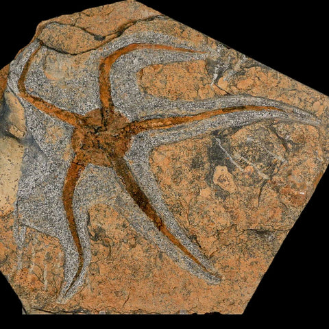 5.8" Brittlestar Ophiura Sp Starfish Fossil Ordovician Age Morocco COA & Stand - Fossil Age Minerals