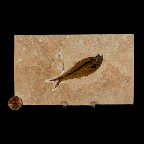 3.2" Diplomystus Dentatus Fossil Fish Green River FM WY Eocene Age COA, Stand