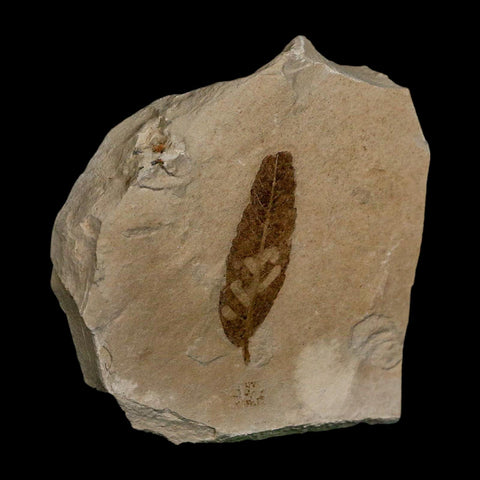 1.5" Detailed Cedrelospermum Nervosum Fossil Plant Leaf Eocene Age Green River FM UT - Fossil Age Minerals
