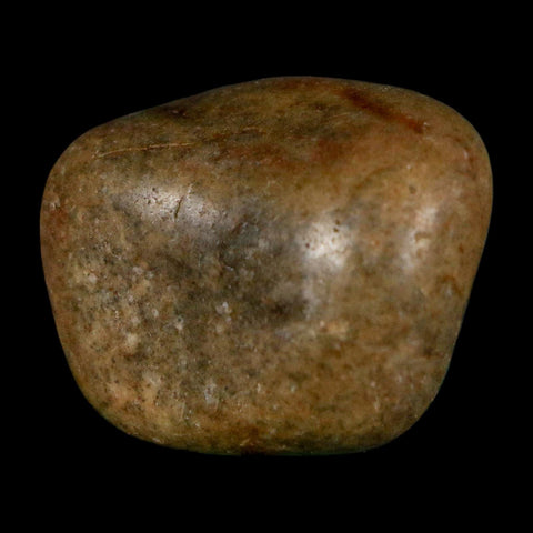 1.3" Sauropod Dinosaur Stomach Stone Gastrolith Rock Gizzard Stone COA