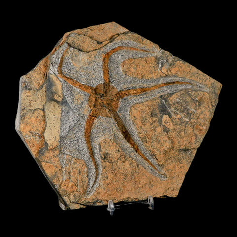 5.8" Brittlestar Ophiura Sp Starfish Fossil Ordovician Age Morocco COA & Stand - Fossil Age Minerals