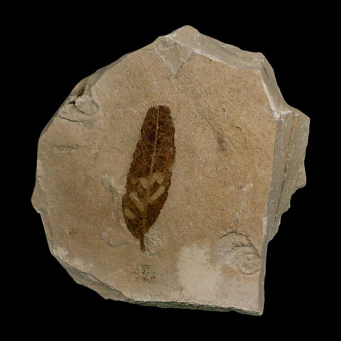 1.5" Detailed Cedrelospermum Nervosum Fossil Plant Leaf Eocene Age Green River FM UT - Fossil Age Minerals