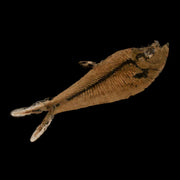 3.2" Diplomystus Dentatus Fossil Fish Green River FM WY Eocene Age COA, Stand